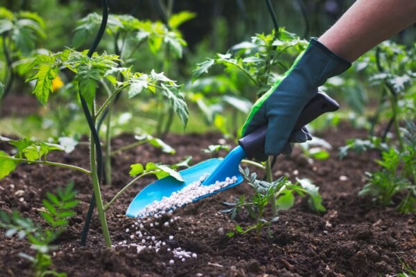 Benefits and Comparison of Organic Fertilizer